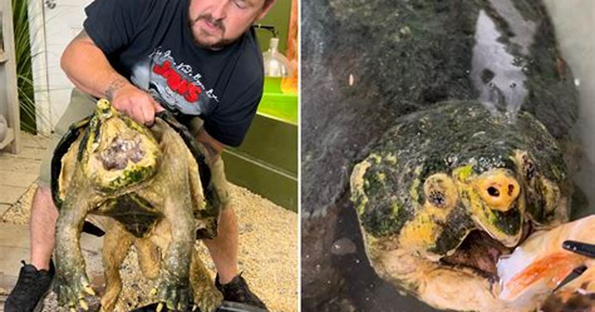 Would a Snapping Turtle Kill a Human?