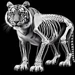 Would a Tiger Digest Bones?