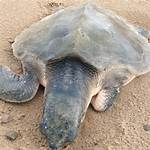 Would a Tortoise Die Without Its Shell?