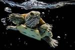 Would a Tortoise Drown?