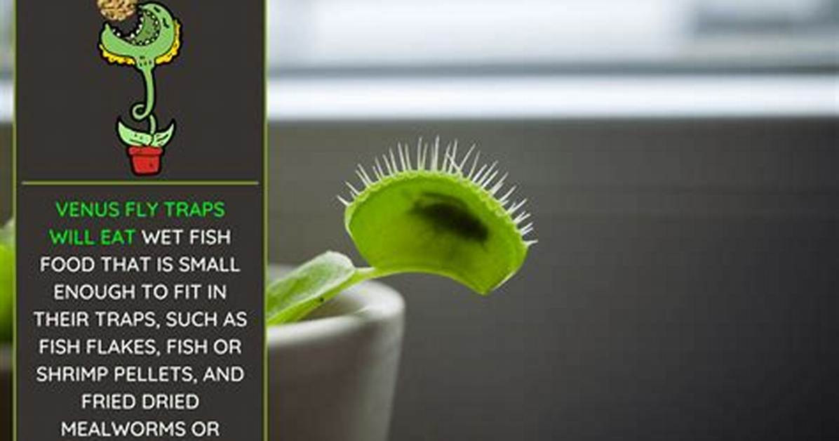 Would a Venus Flytrap Eat a Human?