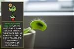 Would a Venus Flytrap Eat a Human?