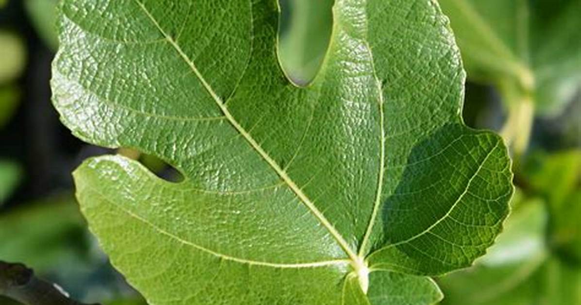 Would Be a Fig Leaf?