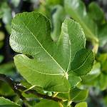 Would Be a Fig Leaf?