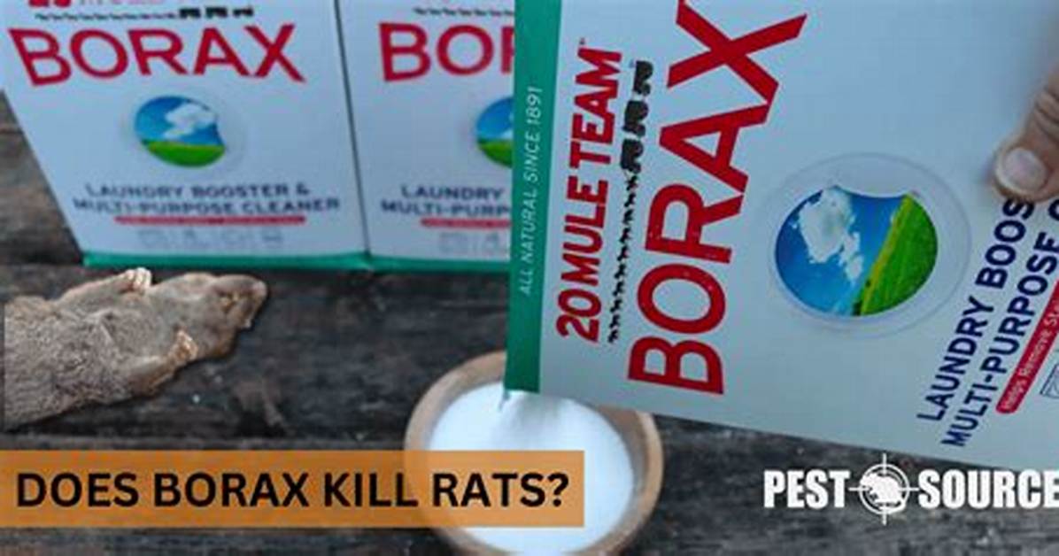 Would Borax Kill Rats?