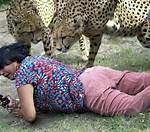 Would Cheetahs Attack Humans?