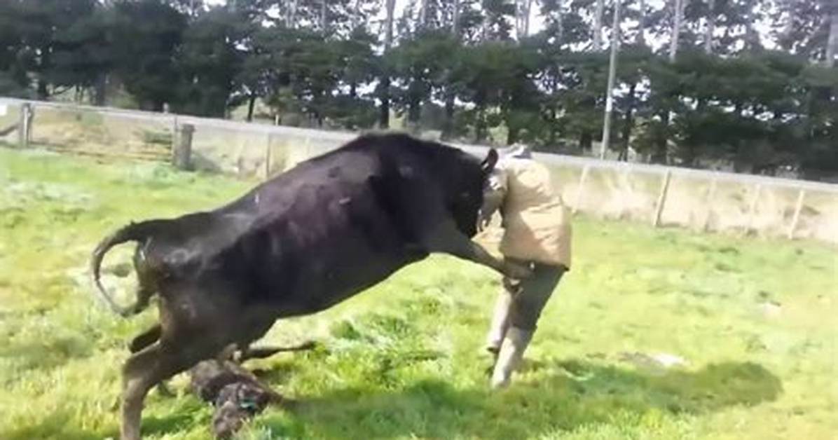 Would Cows Attack You?