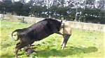 Would Cows Attack You?