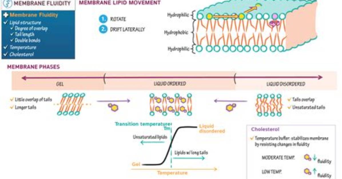 Would Decrease Membrane Fluidity?