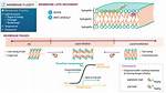 Would Decrease Membrane Fluidity?