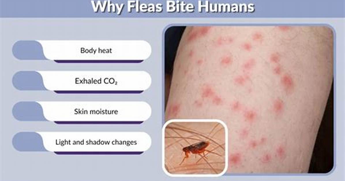 Would Fleas Bite Humans?