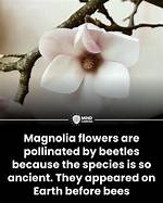 Would Flowers Exist Without Bees?