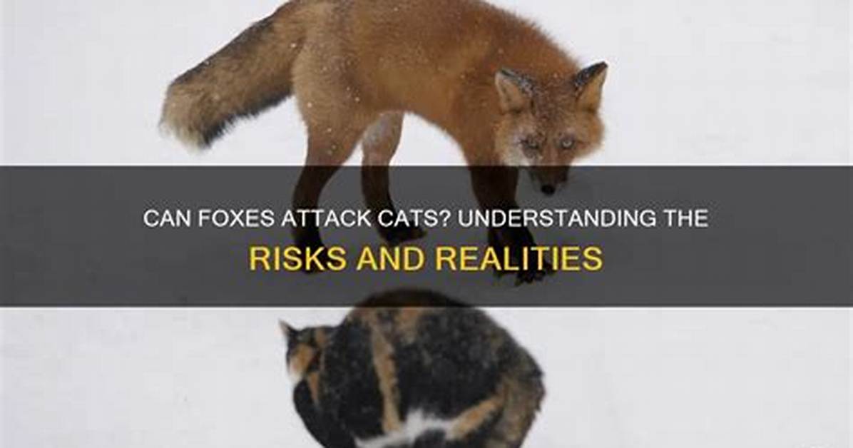 Would Foxes Attack Cats?