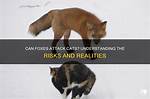 Would Foxes Attack Cats?