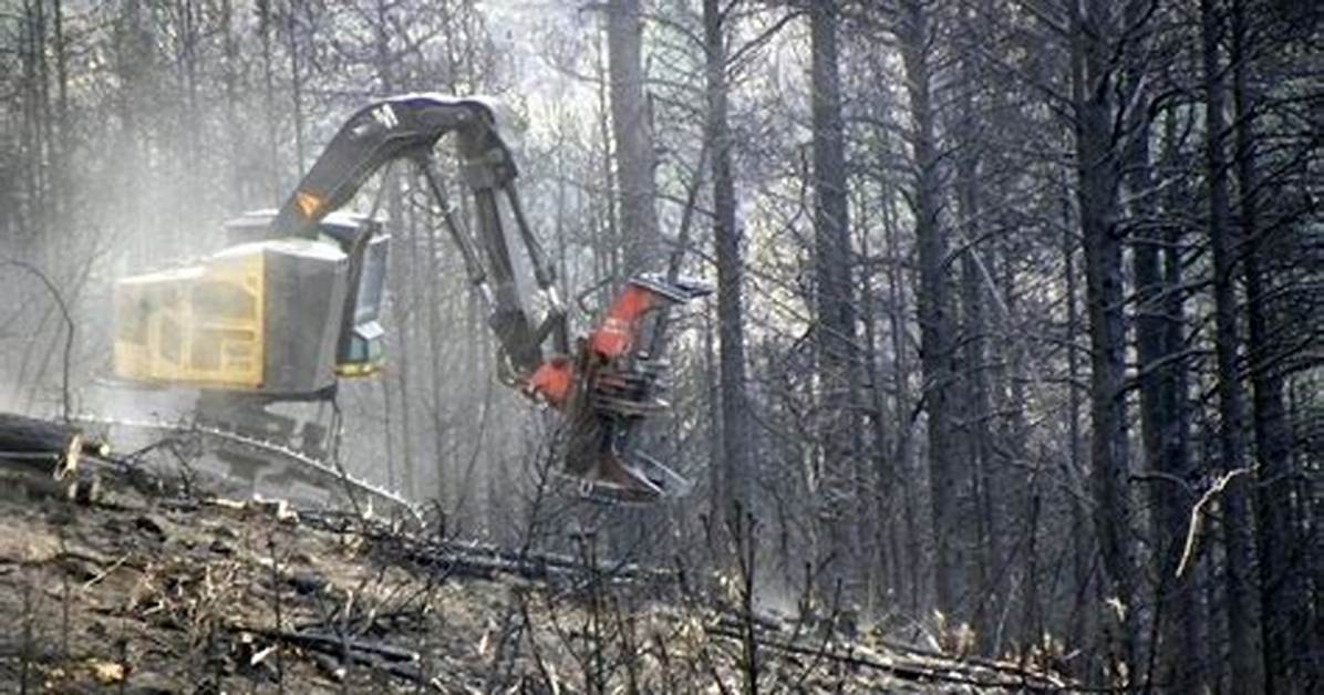 Would Logging Help Forest Fires?