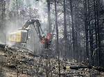 Would Logging Help Forest Fires?