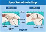 Would Spaying a Dog?