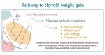 Would Thyroid Cause Weight Gain?