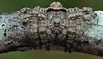 Wrap Around Spider