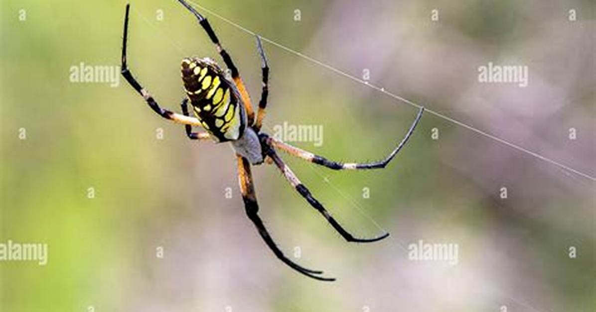 Writing Spider