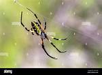 Writing Spider