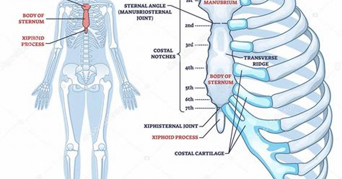 Xiphoid Process Protruding