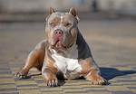 Xl Bully