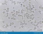 Yeast Under Microscope
