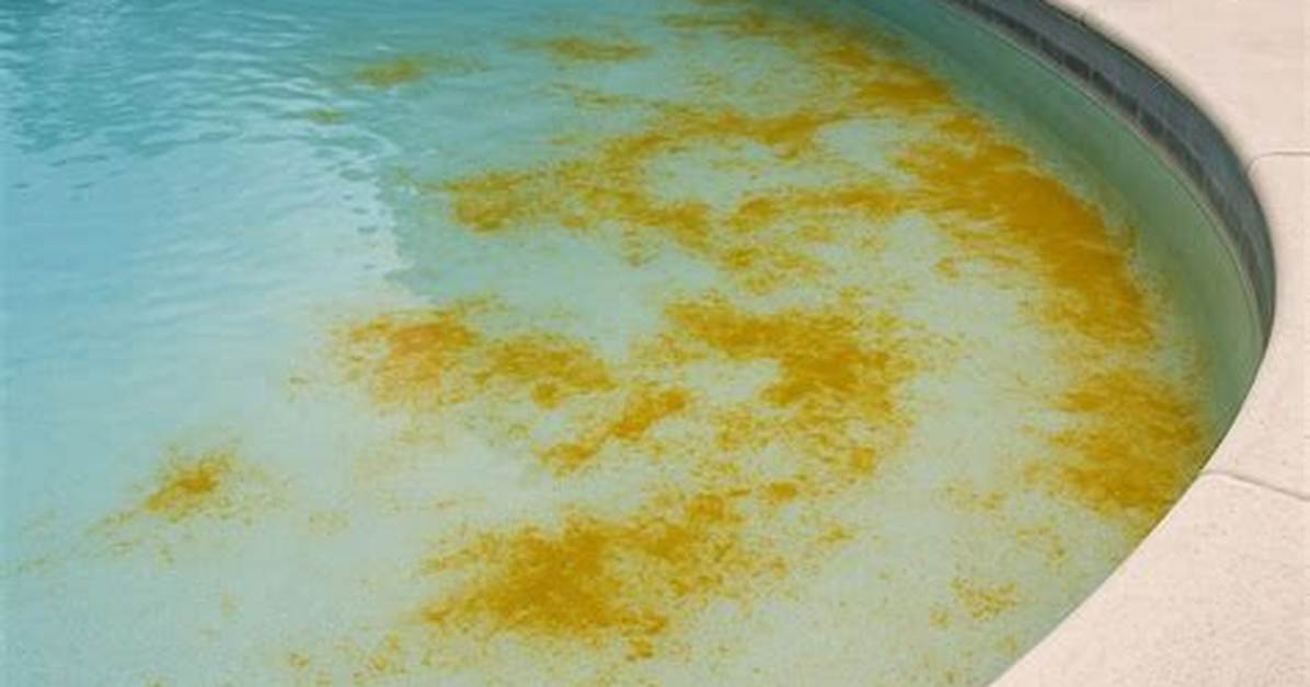 Yellow Algae