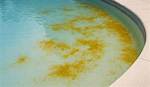 Yellow Algae
