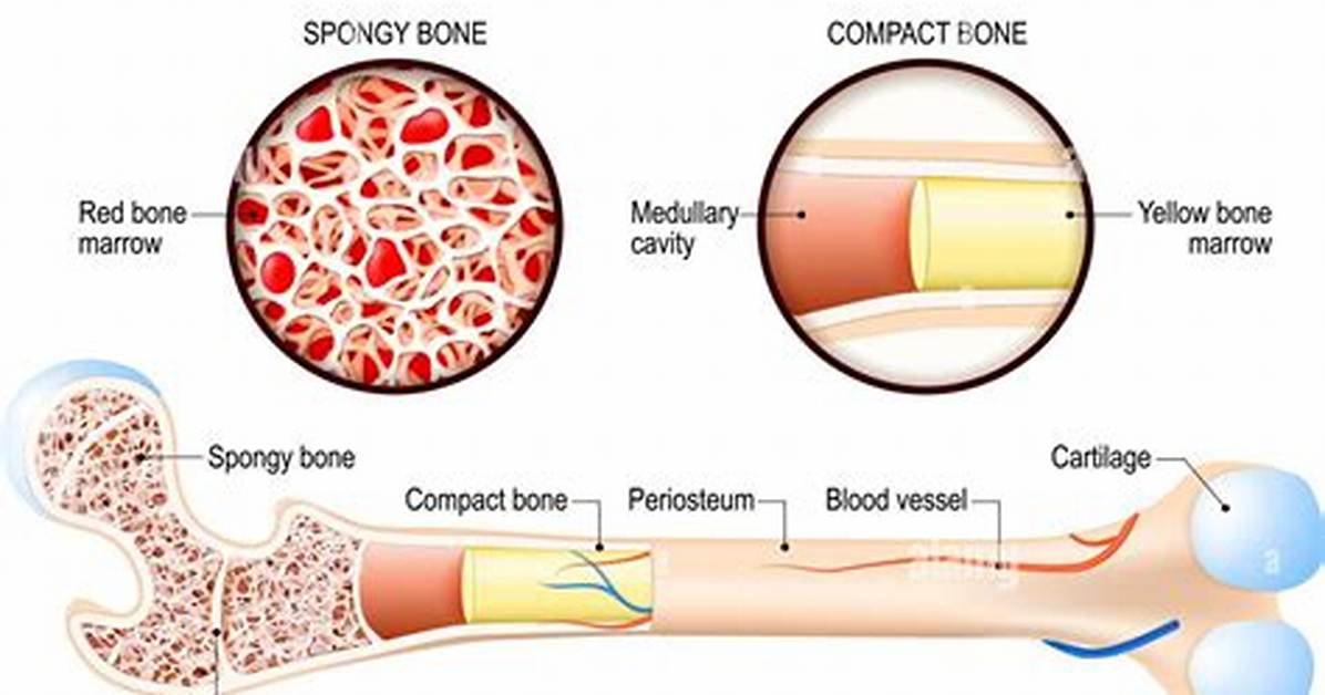 Yellow Bone Marrow Function
