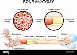 Yellow Bone Marrow Function