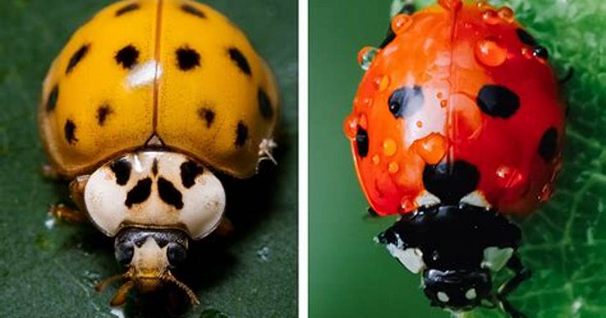 Yellow Bug
