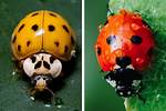Yellow Bug