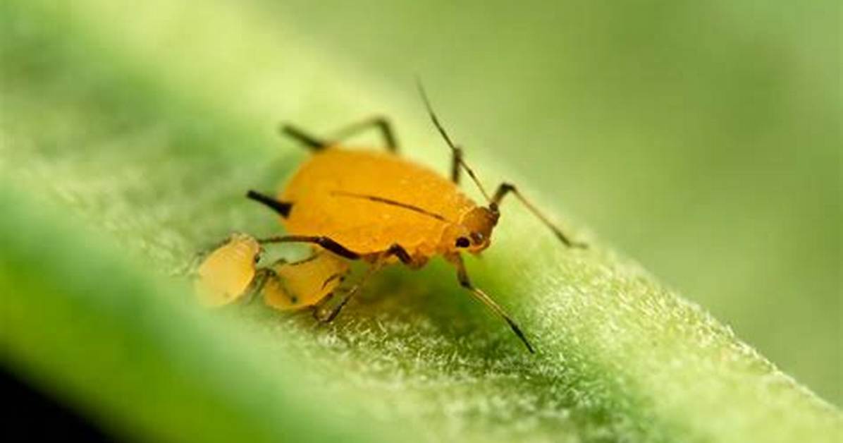 Yellow Bugs