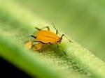 Yellow Bugs
