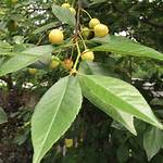 Yellow Cherry