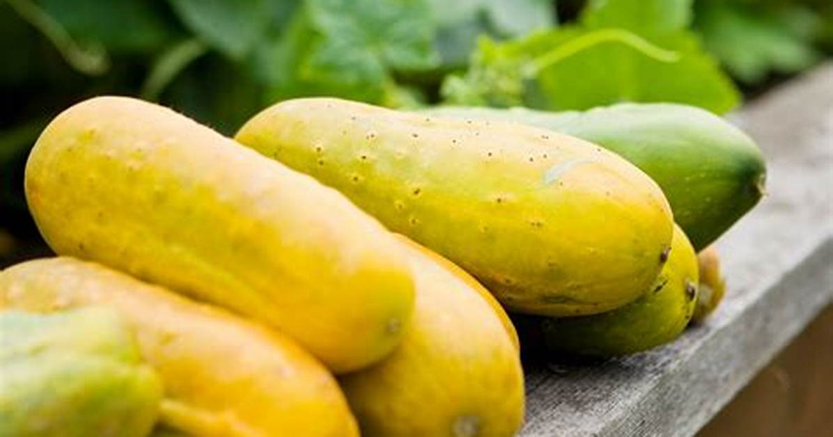 Yellow Cucumber