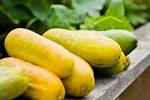 Yellow Cucumber