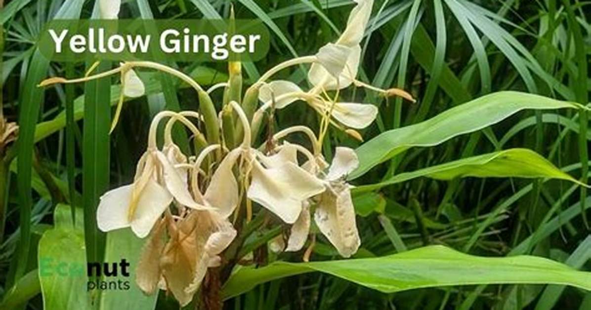Yellow Ginger