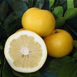 Yellow Grapefruit
