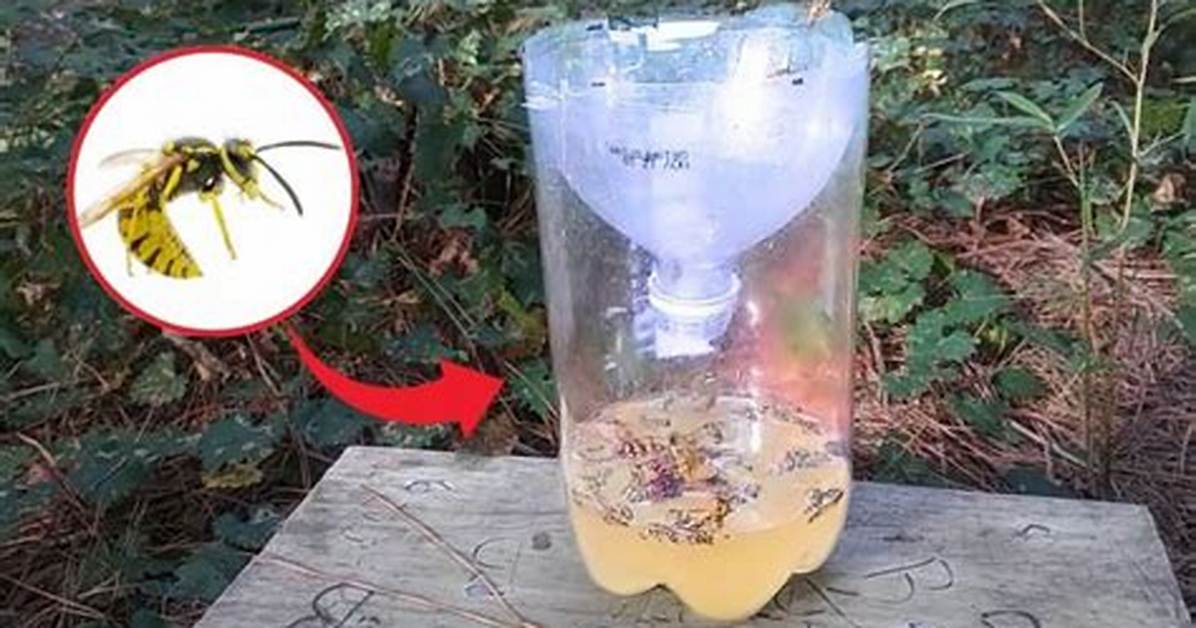 Yellow Jacket Trap