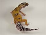 Yellow Leopard Gecko