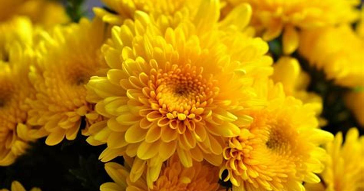 Yellow Mums