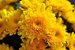 Yellow Mums