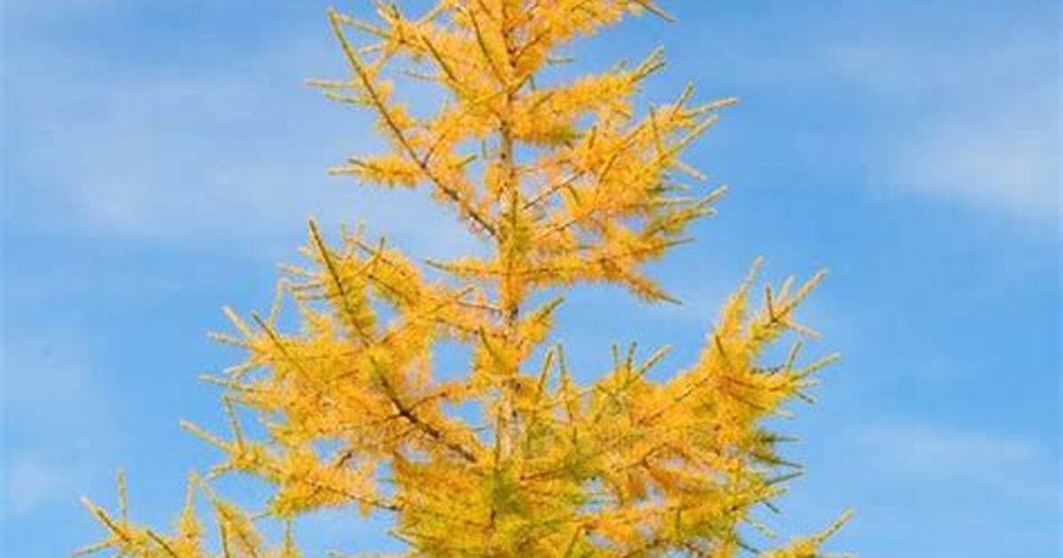 Yellow Pine Tree