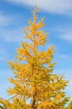Yellow Pine Tree