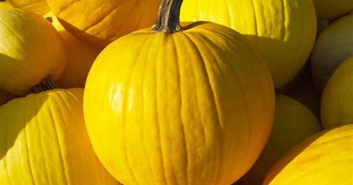 Yellow Pumpkin