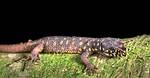 Yellow Spotted Lizard