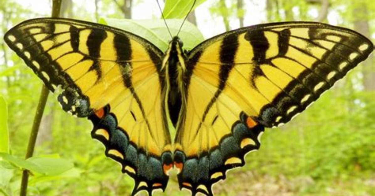 Yellow Swallowtail
